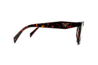 1200015580 Tortoise image-2