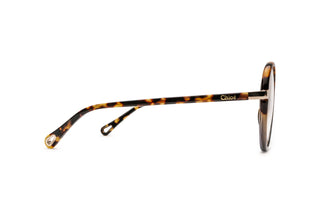 2160103730 Tortoise image-2