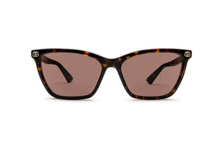 8060111610 Tortoise image-1